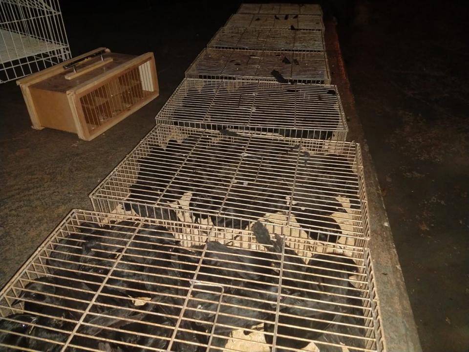 Foto 4 de 6 — PM Ambiental apreende 244 aves nativas e multa infrator em quase R$ 1 milhão